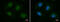 Protein Serine Kinase H2 antibody, GTX105933, GeneTex, Immunofluorescence image 