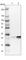Eukaryotic Translation Initiation Factor 4H antibody, HPA030542, Atlas Antibodies, Western Blot image 