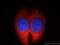 Olfactomedin 3 antibody, 12596-1-AP, Proteintech Group, Immunofluorescence image 