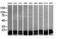 Ubiquitin Conjugating Enzyme E2 G2 antibody, LS-C337846, Lifespan Biosciences, Western Blot image 
