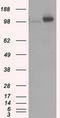 HK II antibody, TA500856, Origene, Western Blot image 