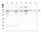 Semaphorin 3C antibody, A06444-1, Boster Biological Technology, Western Blot image 