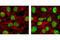 Replication Protein A2 antibody, 2208S, Cell Signaling Technology, Immunofluorescence image 
