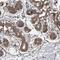 Hyaluronan And Proteoglycan Link Protein 3 antibody, HPA039237, Atlas Antibodies, Immunohistochemistry frozen image 