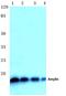 Islet Amyloid Polypeptide antibody, AP06370PU-N, Origene, Western Blot image 