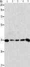 Aurora Kinase C antibody, CSB-PA554629, Cusabio, Western Blot image 