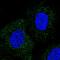 WD Repeat Domain 48 antibody, HPA038421, Atlas Antibodies, Immunocytochemistry image 