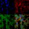 Neuronal Cell Adhesion Molecule antibody, SMC-462D-A680, StressMarq, Immunofluorescence image 