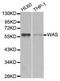 WASP antibody, orb48949, Biorbyt, Western Blot image 