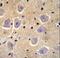 Shisa Family Member 6 antibody, LS-C203699, Lifespan Biosciences, Immunohistochemistry frozen image 