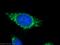 Peptidase, Mitochondrial Processing Beta Subunit antibody, 16064-1-AP, Proteintech Group, Immunofluorescence image 