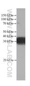 Regulator of G-protein signaling 4 antibody, 66441-1-Ig, Proteintech Group, Western Blot image 