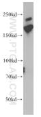Myosin-XVIIIa antibody, 14611-1-AP, Proteintech Group, Western Blot image 