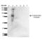 O-Linked N-Acetylglucosamine (GlcNAc) Transferase antibody, LS-C775694, Lifespan Biosciences, Western Blot image 