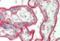 Basigin (Ok Blood Group) antibody, orb251620, Biorbyt, Immunohistochemistry paraffin image 