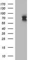 gp80 antibody, TA506859, Origene, Western Blot image 