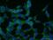 CCR4-NOT transcription complex subunit 2 antibody, 10313-1-AP, Proteintech Group, Immunofluorescence image 