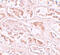 Protein BANP antibody, 5977, ProSci Inc, Immunohistochemistry paraffin image 
