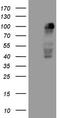 Mediator Complex Subunit 15 antibody, TA807886S, Origene, Western Blot image 
