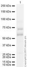 Keratin 14 antibody, ab9220, Abcam, Western Blot image 