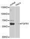Fibroblast Growth Factor Receptor 1 antibody, MBS127448, MyBioSource, Western Blot image 