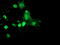 RING1 And YY1 Binding Protein antibody, TA504650, Origene, Immunofluorescence image 