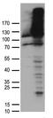 Damage Specific DNA Binding Protein 1 antibody, TA890041, Origene, Western Blot image 