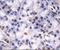 Lysine Demethylase 4C antibody, PA5-23065, Invitrogen Antibodies, Immunohistochemistry frozen image 