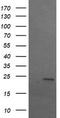 Sex Determining Region Y antibody, TA505268, Origene, Western Blot image 