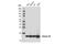 Histone H3 antibody, 14269S, Cell Signaling Technology, Western Blot image 