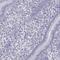 RNA-binding protein 44 antibody, PA5-51886, Invitrogen Antibodies, Immunohistochemistry frozen image 