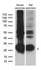 Chymotrypsin Like antibody, A08534, Boster Biological Technology, Western Blot image 