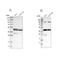 Cilia And Flagella Associated Protein 36 antibody, NBP1-93513, Novus Biologicals, Western Blot image 