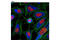 Cytochrome C Oxidase Subunit 4I1 antibody, 7561S, Cell Signaling Technology, Immunocytochemistry image 