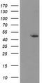 ETS Transcription Factor ELK3 antibody, TA503665, Origene, Western Blot image 
