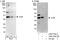 JunB Proto-Oncogene, AP-1 Transcription Factor Subunit antibody, A302-704A, Bethyl Labs, Immunoprecipitation image 