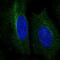 Ring Finger Protein 167 antibody, HPA049810, Atlas Antibodies, Immunofluorescence image 