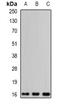 Endothelial Differentiation Related Factor 1 antibody, abx141680, Abbexa, Western Blot image 