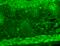 Short transient receptor potential channel 7 antibody, SMC-343D-A700, StressMarq, Immunohistochemistry frozen image 