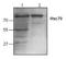 Heat Shock Protein Family A (Hsp70) Member 8 antibody, AP00035PU-N, Origene, Western Blot image 