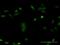 Ciliary neurotrophic factor receptor subunit alpha antibody, orb378007, Biorbyt, Immunofluorescence image 
