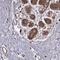 Palmdelphin antibody, PA5-65070, Invitrogen Antibodies, Immunohistochemistry frozen image 