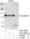 C2 Calcium Dependent Domain Containing 5 antibody, A301-468A, Bethyl Labs, Immunoprecipitation image 