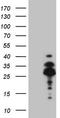 Homeobox protein DLX-4 antibody, CF808592, Origene, Western Blot image 