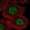 RIPOR Family Member 3 antibody, PA5-62492, Invitrogen Antibodies, Immunofluorescence image 
