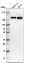 Ataxin 2 antibody, HPA018295, Atlas Antibodies, Western Blot image 