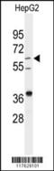 24-Dehydrocholesterol Reductase antibody, 61-541, ProSci, Western Blot image 
