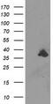 UNG1 antibody, CF503567, Origene, Western Blot image 