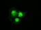 Premelanosome Protein antibody, LS-C114506, Lifespan Biosciences, Immunofluorescence image 