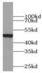 Tuj1 antibody, FNab09105, FineTest, Western Blot image 